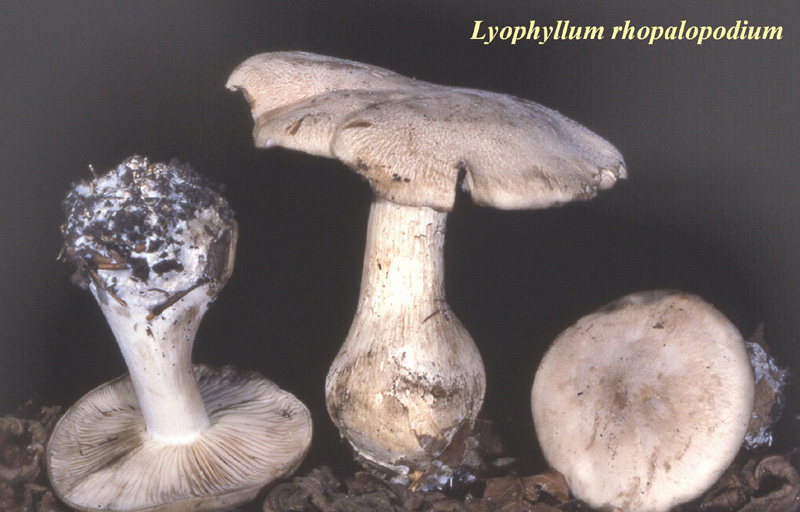 Lyophyllum rhopalopodium-amf2080.jpg - Lyophyllum rhopalopodium ; Syn: Gyrophila molybdina ; Nom français: Tricholome à pied obèse
